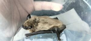 Wildlife Control Gladwin County